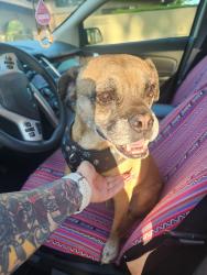 Found/Stray Male Dog last seen 7th ave and coral gables, Phoenix, AZ 85023