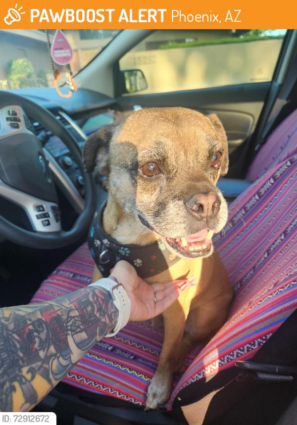 Found/Stray Male Dog last seen 7th ave and coral gables, Phoenix, AZ 85023