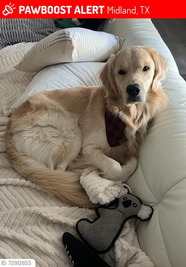 Lost Male Dog last seen Running towards the stripes gas station off of Andrews hwy and midland dr., Midland, TX 79703