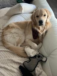 Lost Male Dog last seen Running towards the stripes gas station off of Andrews hwy and midland dr., Midland, TX 79703