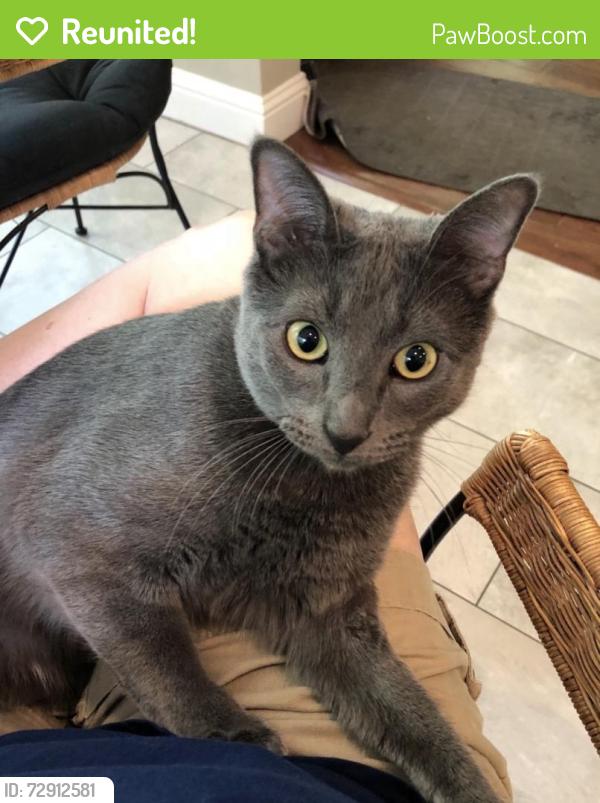 Reunited Male Cat last seen Winding way , Allen, TX 75002
