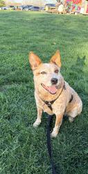 Reunited Male Dog last seen Jackson Lake Road and Woodstown Road, Jackson, GA 30233