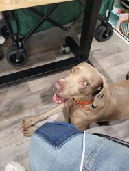 Reunited Male Dog last seen Dallas st. Near firestation, McAllen, TX 78501