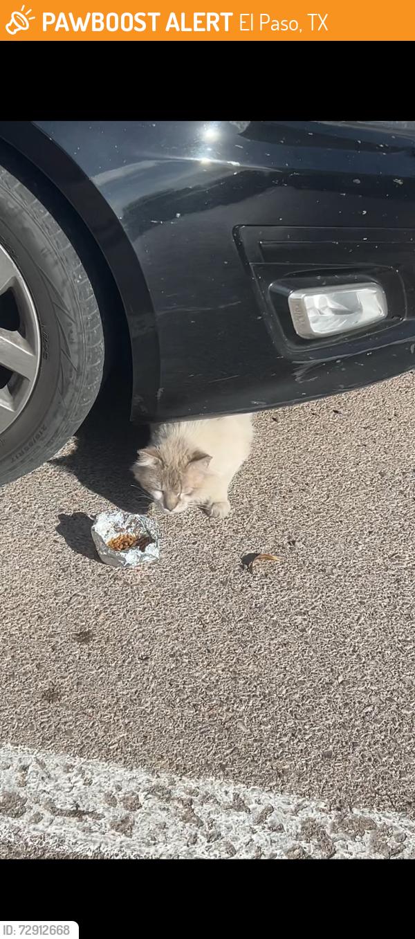 Found/Stray Unknown Cat last seen Dyer St, El Paso, TX 79934
