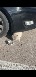 Found/Stray Unknown Cat last seen Dyer St, El Paso, TX 79934