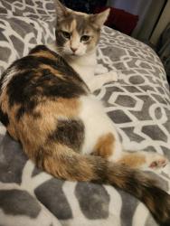 Lost Female Cat last seen College Street Due West SC 29639, Due West, SC 29639