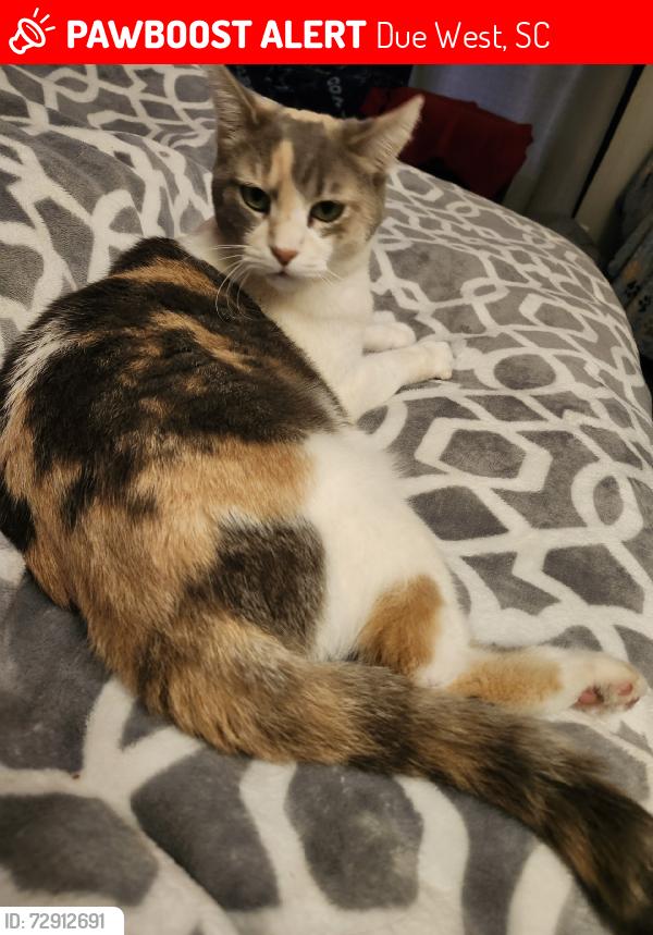 Lost Female Cat last seen College Street Due West SC 29639, Due West, SC 29639