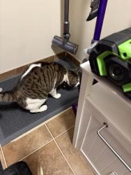 Reunited Male Cat last seen Gramercy, esplanade, Gershon, north Tustin, ca, North Tustin, CA 92705