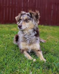 Reunited Female Dog last seen Judge Adams/ Lonesome Rock by CR 106, Elizabeth, CO 80107