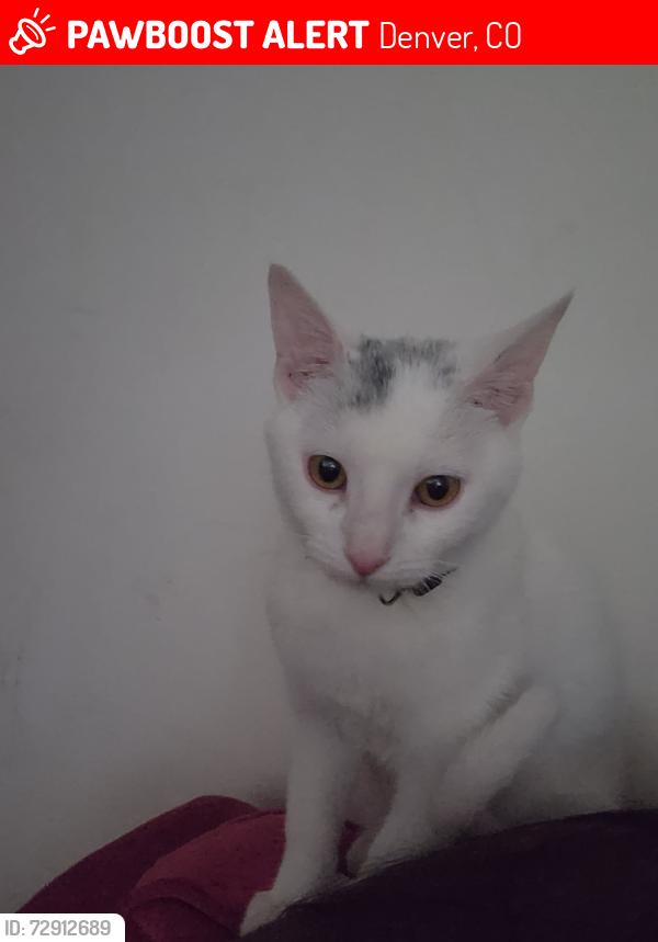Lost Female Cat last seen Irving and Iowa, Denver, CO 80219