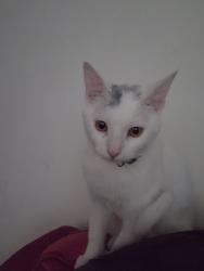 Lost Female Cat last seen Irving and Iowa, Denver, CO 80219