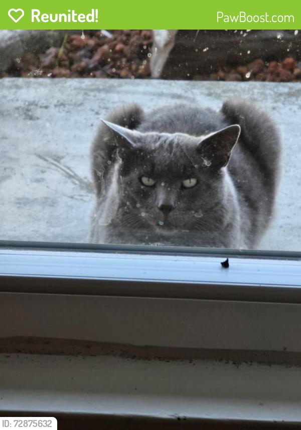 Reunited Male Cat last seen Via Julia, San Lorenzo, CA 94580