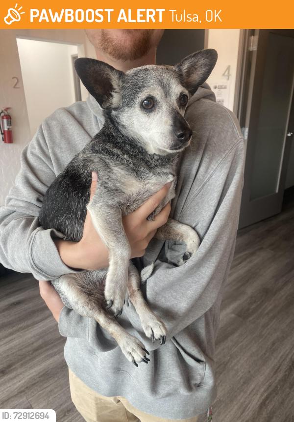 Found/Stray Male Dog last seen 45th and Yale, Tulsa, OK 74105