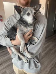 Found/Stray Male Dog last seen 45th and Yale, Tulsa, OK 74105