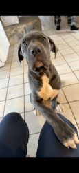 Lost Female Dog last seen Mount saint marys, Emmitsburg, MD 21727