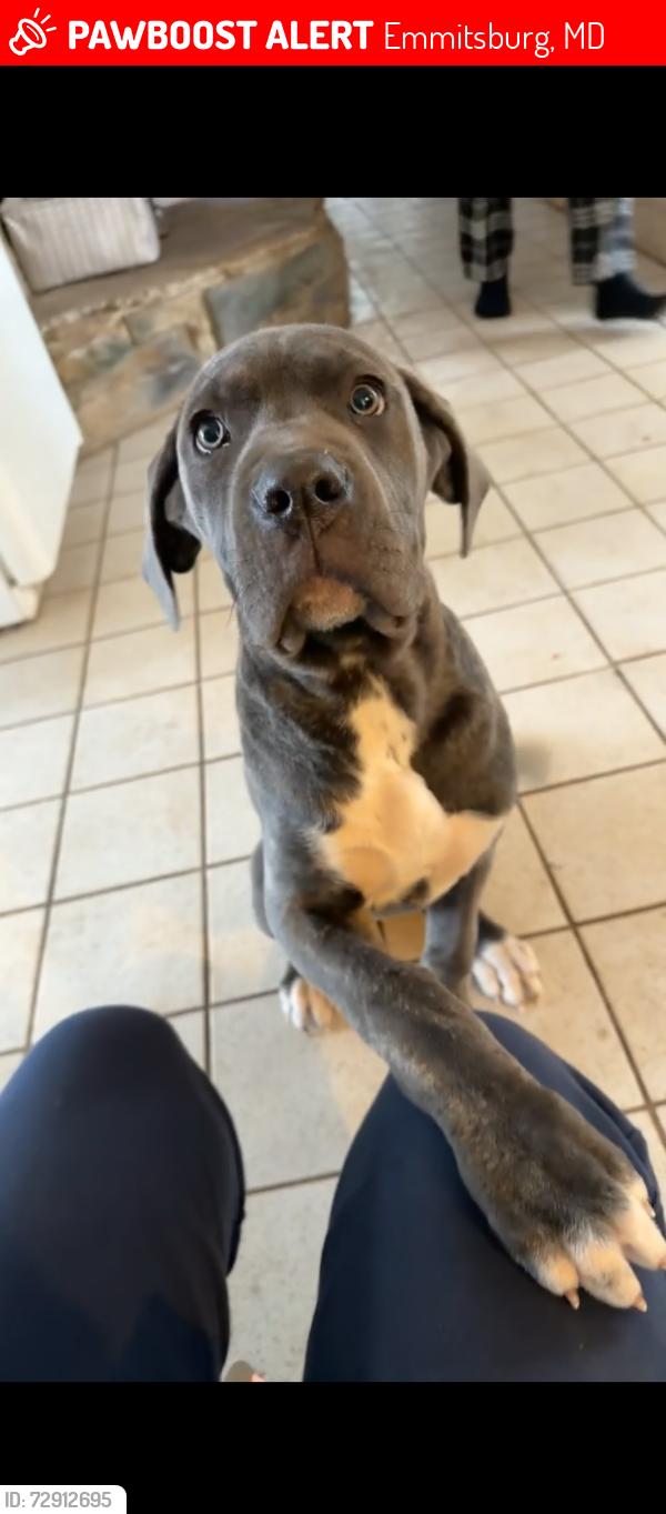 Lost Female Dog last seen Mount saint marys, Emmitsburg, MD 21727