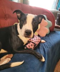 Reunited Female Dog last seen near 79 Street and 85 Avenue, but she's on the run, Edmonton, AB T6C 1G2