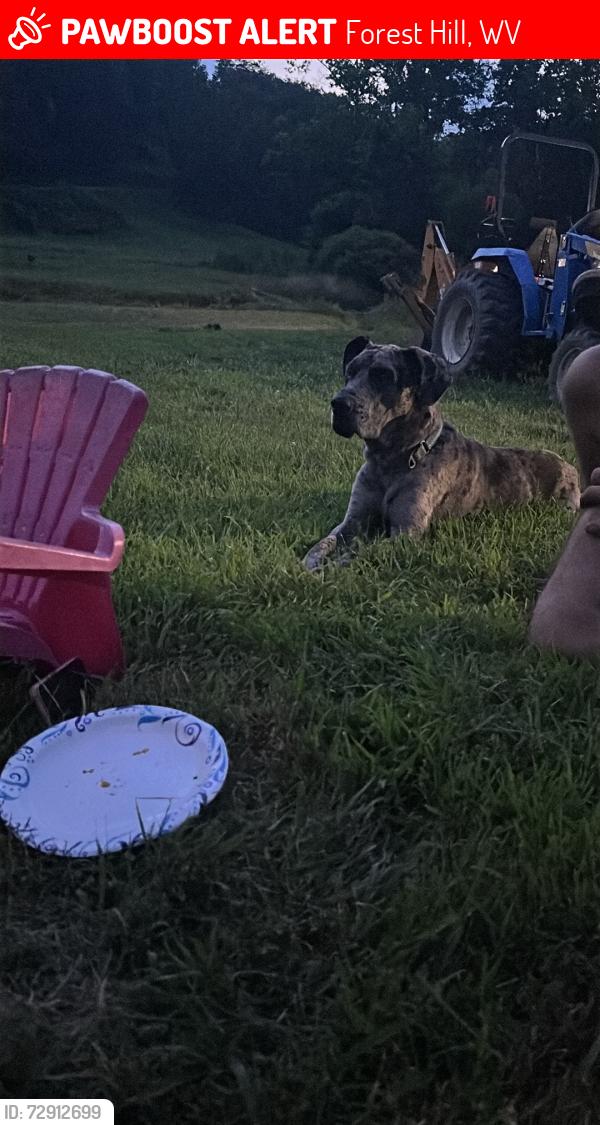 Lost Male Dog last seen Indian mills road forest hill, Forest Hill, WV 24935