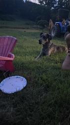 Lost Male Dog last seen Indian mills road forest hill, Forest Hill, WV 24935