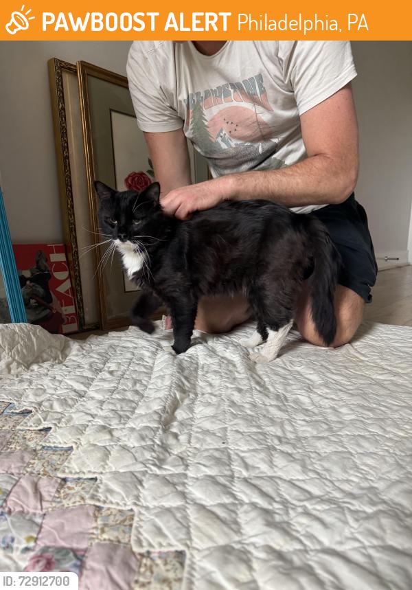 Found/Stray Unknown Cat last seen Harold st and jasper, Philadelphia, PA 19125