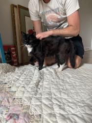Found/Stray Unknown Cat last seen Harold st and jasper, Philadelphia, PA 19125
