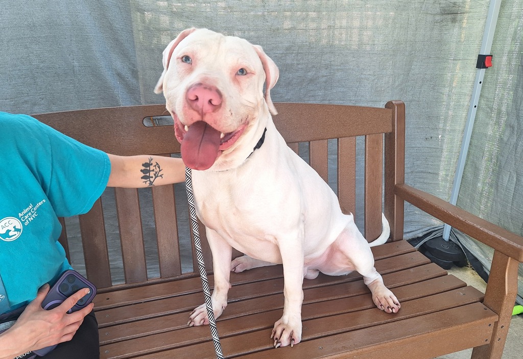 Shelter Stray Male Dog last seen Broad Street, STATEN ISLAND, NY, 10304, Staten Island, NY 10309