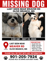 Lost Male Dog last seen Near weaver rd, Olive Branch, MS 38654