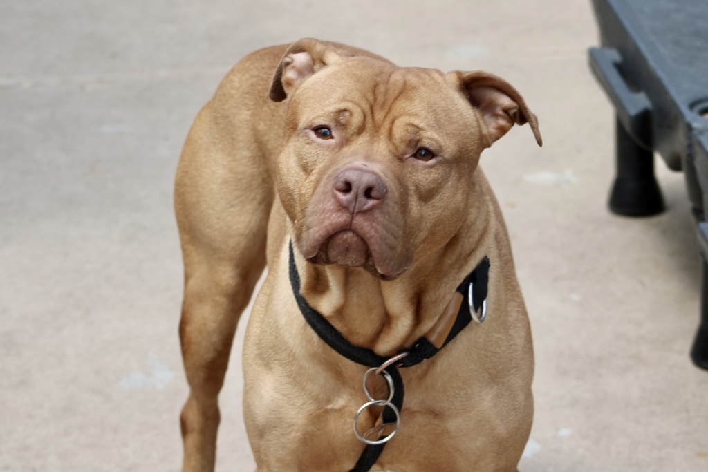 Shelter Stray Male Dog last seen Caroline Street, STATEN ISLAND, NY, 10310, Staten Island, NY 10309