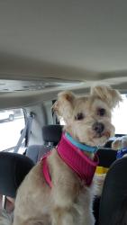 Reunited Female Dog last seen Bancroft ave, San Leandro, CA 94578