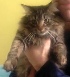 Reunited Male Cat last seen Near Wallingford Dr. NW, Comstock Park, MI 49321