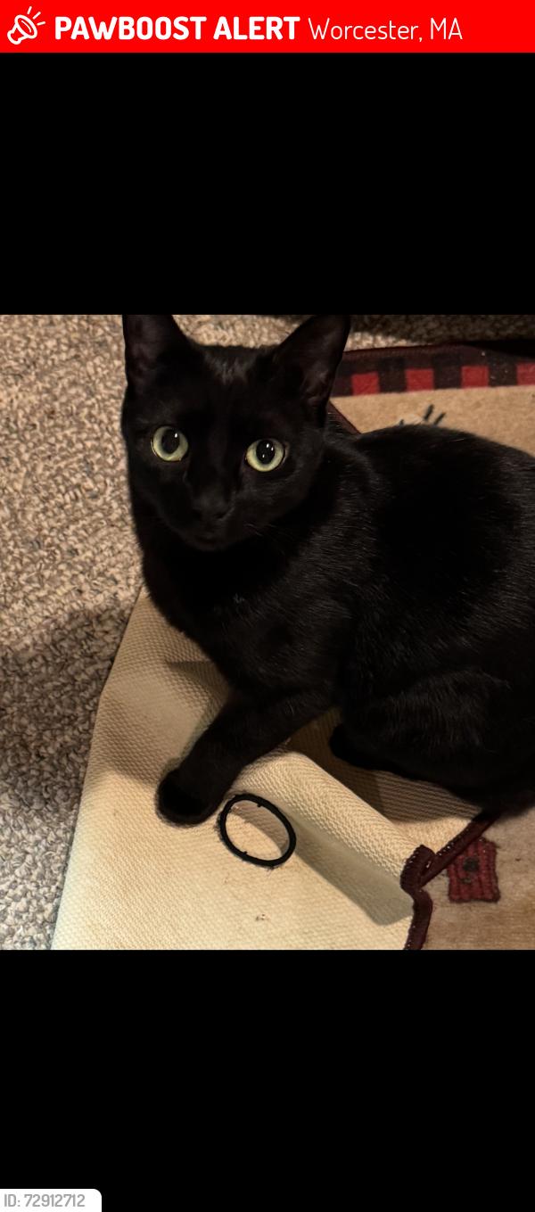 Lost Male Cat last seen Tatnuck square, Worcester, MA 01602