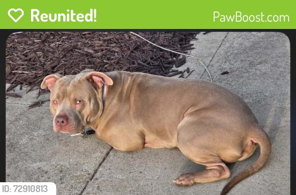 Reunited Male Dog last seen 14th ave ne , Hickory, NC 28601