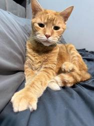 Reunited Male Cat last seen Pear st, Reading, PA 19601