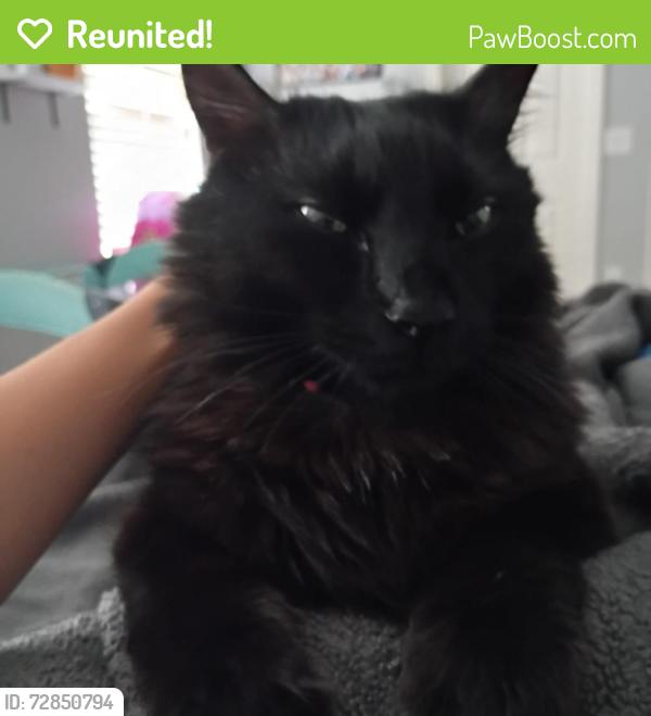 Reunited Male Cat last seen Royal Ridge, Davenport, FL 33837