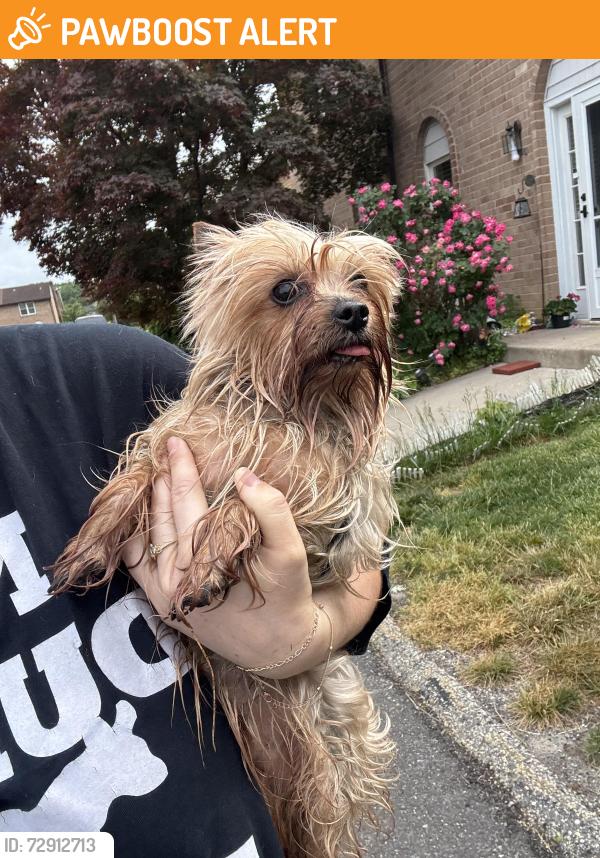 Found/Stray Male Dog last seen La Cascata Townhouses, Gloucester Township, NJ 08021