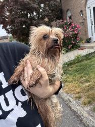 Found/Stray Male Dog last seen La Cascata Townhouses, Gloucester Township, NJ 08021