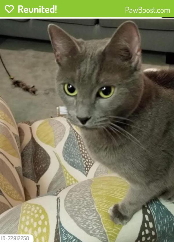 Reunited Female Cat last seen Old Depot Road, across from Depot/airport, New Cumberland, PA 17070