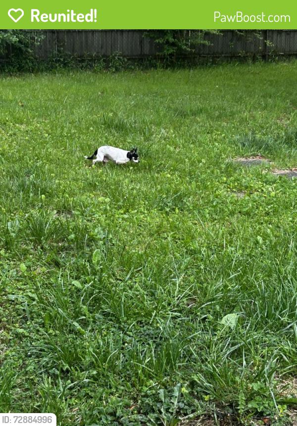 Reunited Male Dog last seen 30th , Indianapolis, IN 46229