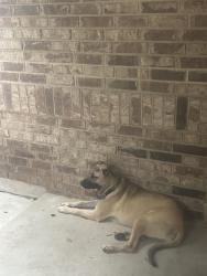 Found/Stray Male Dog last seen Branded hollow and mustang pass , San Antonio, TX 78254