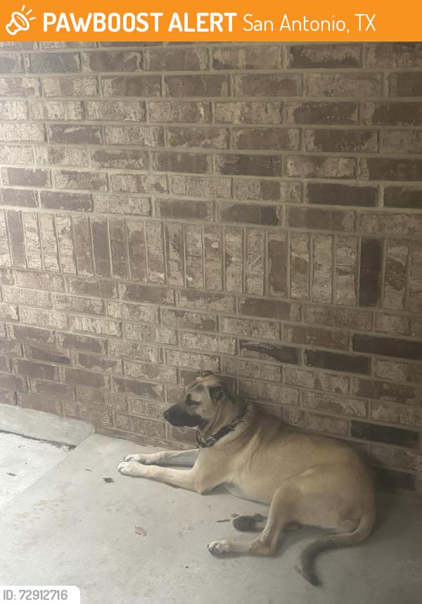 Found/Stray Male Dog last seen Branded hollow and mustang pass , San Antonio, TX 78254