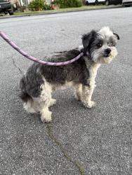 Reunited Male Dog last seen Lakewood and Alondra, Bellflower, CA 90706