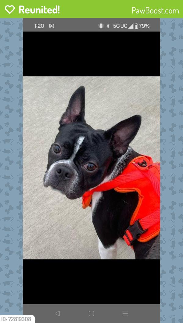 Reunited Male Dog last seen Albany and bellefonte, Lexington, KY 40502