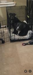 Reunited Male Dog last seen The small black chubby dog, Spring, TX 77373