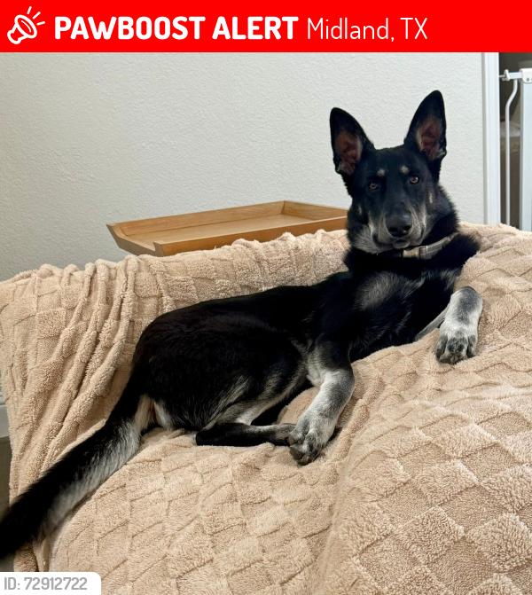 Lost Male Dog last seen He was running with our other pup, Archie (cream golden retriever). He ran towards Bedford off of Andrews hwy and midland dr., Midland, TX 79703