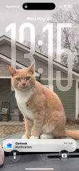 Lost Male Cat last seen Near Tom Johnson in Marion, Marion, NC 28752