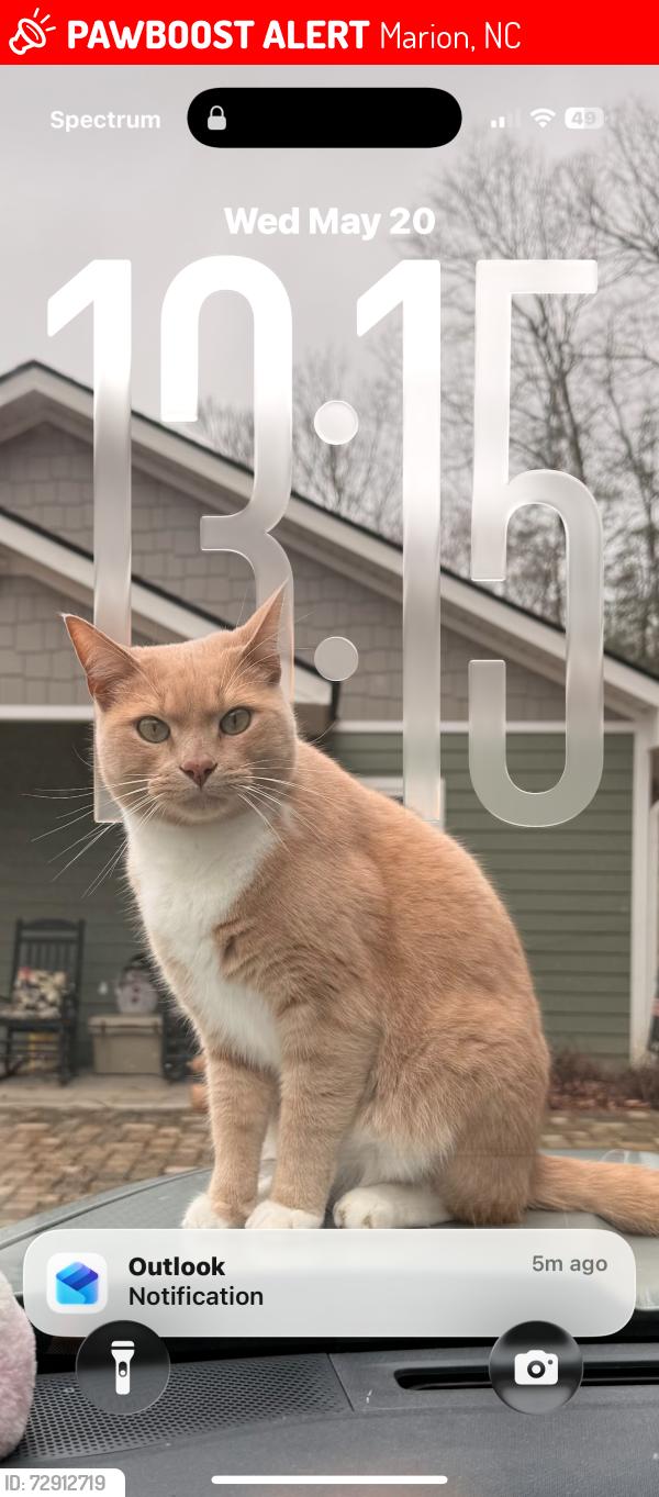 Lost Male Cat last seen Near Tom Johnson in Marion, Marion, NC 28752