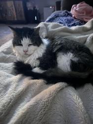 Reunited Male Cat last seen Near E Sandpiper Dr, Boynton Beach, FL 33436