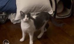 Reunited Female Cat last seen Near Brookwood Dr, Carrollton, GA 30117, USA, Carrollton, GA 30117
