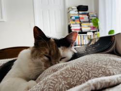 Lost Female Cat last seen Marcellus Drive, Barrie, ON L4N 0E1