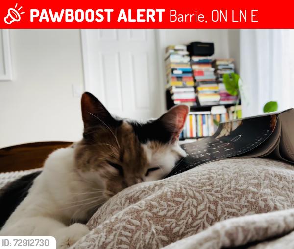 Lost Female Cat last seen Marcellus Drive, Barrie, ON L4N 0E1